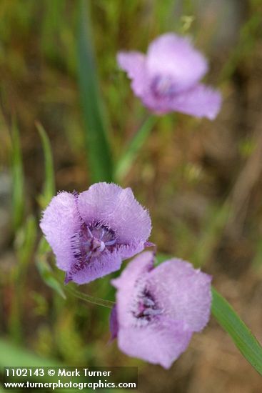 Calochortus tolmiei