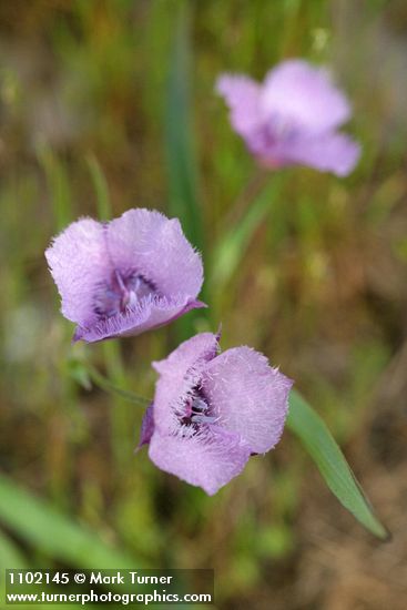 Calochortus tolmiei