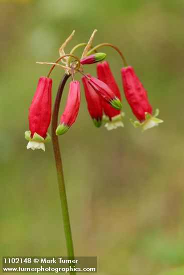 Dichelostemma ida-maia