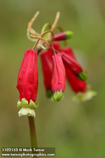 Dichelostemma ida-maia