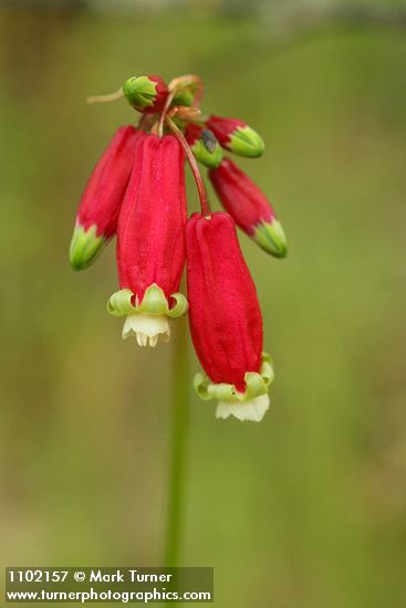 Dichelostemma ida-maia