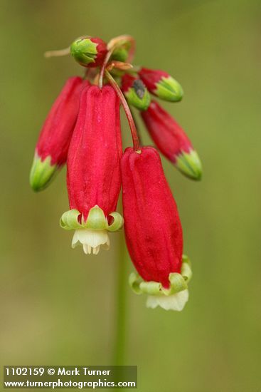 Dichelostemma ida-maia