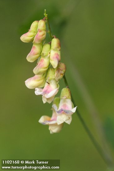 Lathyrus sulphureus