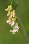 Sulphur Pea blossoms detail