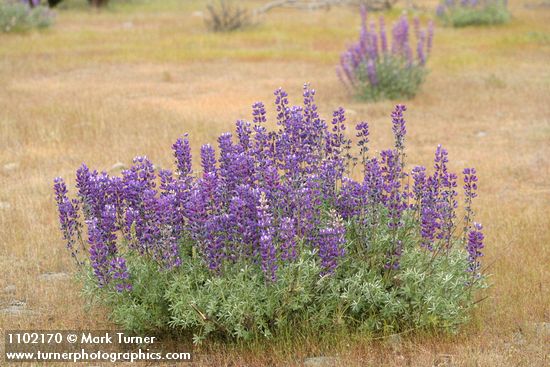 Lupinus albifrons