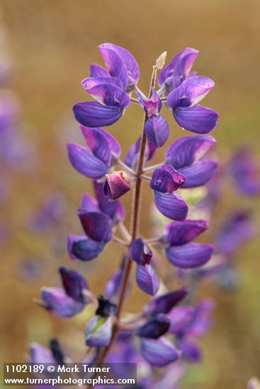 Lupinus albifrons