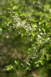 Klamath Plum blossoms & foliage