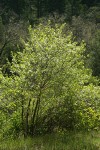 Klamath Plum
