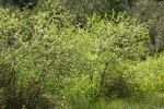 Klamath Plum