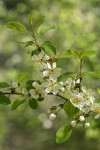 Klamath Plum blossoms & foliage