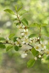 Klamath Plum blossoms & foliage