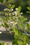Klamath Plum blossoms & foliage