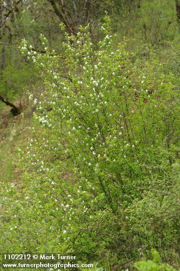Amelanchier alnifolia