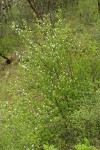 Western Serviceberry