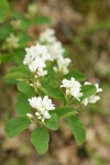 Western Serviceberry blossoms & foliage