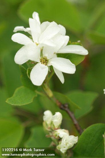 Amelanchier alnifolia