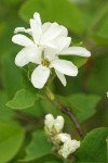 Western Serviceberry blossoms & foliage