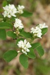 Western Serviceberry blossoms & foliage