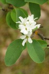 Western Serviceberry blossoms & foliage