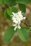 Western Serviceberry blossoms & foliage