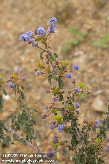Ceanothus foliosus
