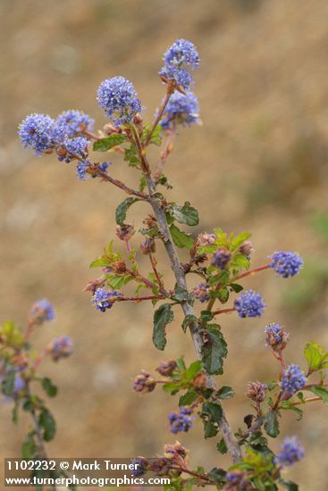 Ceanothus foliosus