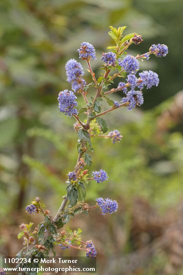 Ceanothus foliosus