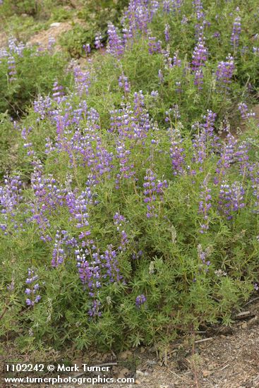 Lupinus formosus