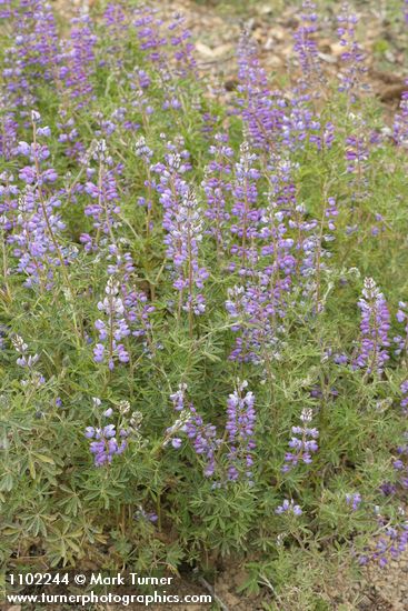 Lupinus formosus