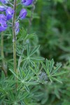 Western Lupine foliage
