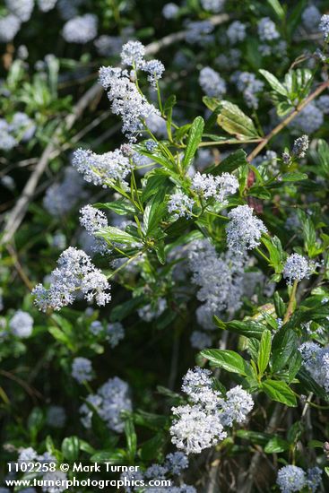 Ceanothus thyrsiflorus