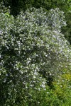 Blueblossom Ceanothus