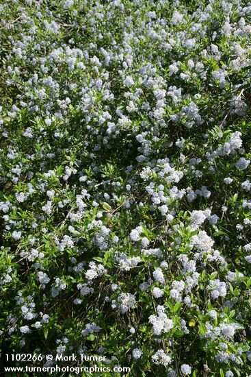 Ceanothus thyrsiflorus