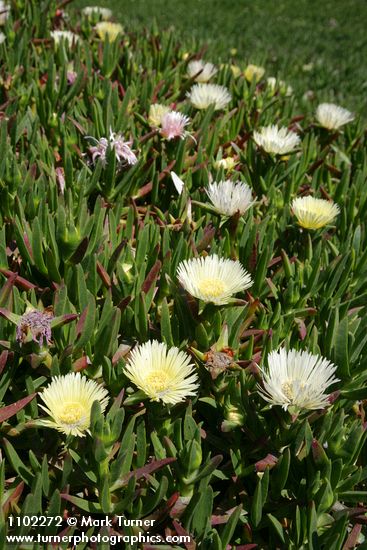 Carpobrotus edulis