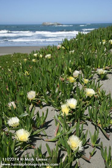 Carpobrotus edulis