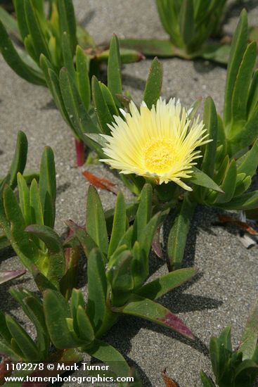 Carpobrotus edulis