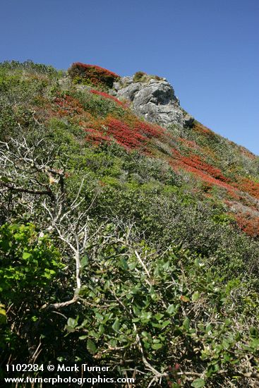 Garrya elliptica; Vaccinium ovatum