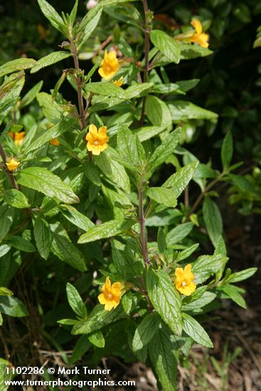 Mimulus aurantiacus
