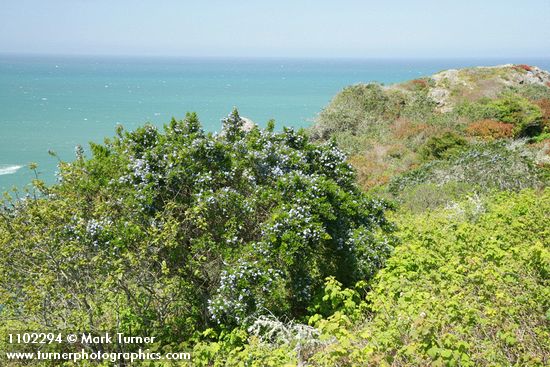 Ceanothus thyrsiflorus; Rubus parviflorus