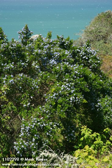 Ceanothus thyrsiflorus