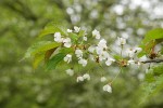 Sweet Cherry blossoms & foliage