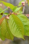Sweet Cherry foliage detail