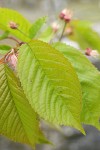 Sweet Cherry foliage detail