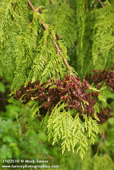 Thuja plicata