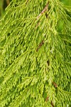 Western Redcedar foliage detail