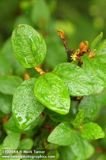Shepherdia canadensis