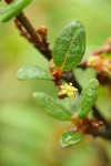 Russet Buffaloberry blossom & foliage