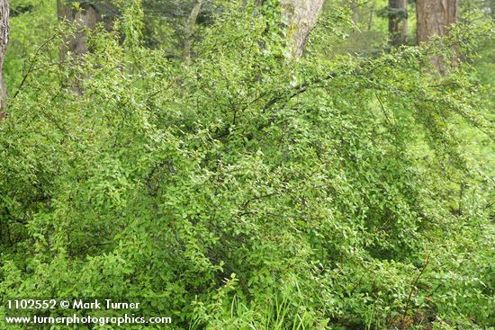Shepherdia canadensis