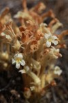 Clustered Broomrape nearly finished blooming