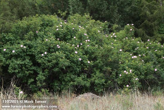 Rosa woodsii var. ultramontana